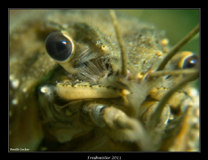 crayfish , taken with Canon G12 and UCL165 by Beate Seiler 